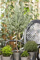 Lavandula dentata - Gezähnter Lavendel Lavandula dentata - Gezähnter Lavendel