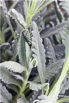 Lavandula dentata - Gezähnter Lavendel Lavandula dentata - Gezähnter Lavendel