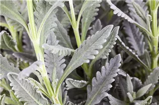 Lavandula dentata - Gezähnter Lavendel Lavandula dentata - Gezähnter Lavendel