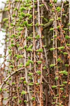 Larix decidua 'Pendula' - Europäische Hängelärche 'Pendula' Larix decidua 'Pendula' - Europäische Hängelärche 'Pendula'
