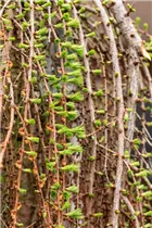 Larix decidua 'Pendula' - Europäische Hängelärche 'Pendula' Larix decidua 'Pendula' - Europäische Hängelärche 'Pendula'