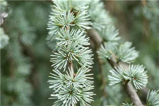 Larix kaempferi 'Blue Dwarf' - Blaue Zwerglärche 'Blue Dwarf' Larix kaempferi 'Blue Dwarf' - Blaue Zwerglärche 'Blue Dwarf'