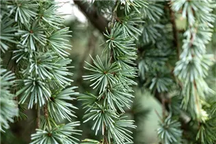 Larix kaempferi 'Blue Dwarf' - Blaue Zwerglärche 'Blue Dwarf' Larix kaempferi 'Blue Dwarf' - Blaue Zwerglärche 'Blue Dwarf'