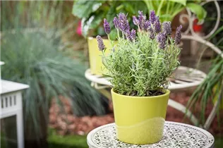 Lavandula stoechas 'Anouk Dark Purple' - Schopf-Lavendel 'Anouk Dark Purple' Lavandula stoechas 'Anouk Dark Purple' - Schopf-Lavendel 'Anouk Dark Purple'