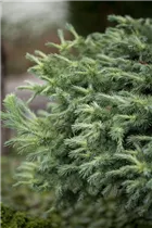 Larix kaempferi 'Cupido' - Japanische Lärche 'Cupido'