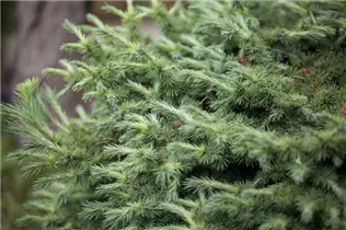 Larix kaempferi 'Cupido' - Japanische Lärche 'Cupido'