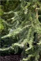 Larix kaempferi 'Grey Pearl' - Japanische Lärche 'Grey Pearl'