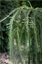 Larix kaempferi 'Stiff Weeper' - Hänge-Lärche 'Stiff Weeper'