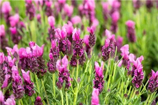 Lavandula stoechas 'Papillon' - Garten-Schopf-Lavendel 'Papillon'