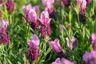 Lavandula stoechas 'Papillon' - Garten-Schopf-Lavendel 'Papillon'