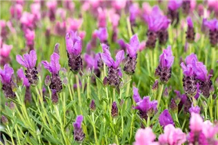 Lavandula stoechas 'Papillon' - Garten-Schopf-Lavendel 'Papillon'