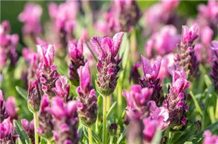 Lavandula stoechas 'Papillon' - Garten-Schopf-Lavendel 'Papillon'