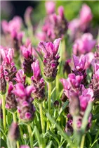 Lavandula stoechas 'Papillon' - Garten-Schopf-Lavendel 'Papillon'