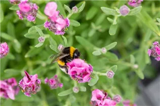 Lavandula stoechas 'Papillon' - Garten-Schopf-Lavendel 'Papillon'