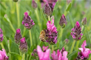 Lavandula stoechas 'Papillon' - Garten-Schopf-Lavendel 'Papillon'