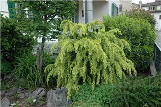 Larix kaempferi 'Pendula' - Japanische Hänge-Lärche 'Pendula'