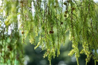 Larix kaempferi 'Pendula' - Japanische Hänge-Lärche 'Pendula'