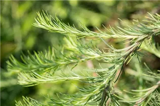 Larix kaempferi 'Stiff Weeper' - Hänge-Lärche 'Stiff Weeper'