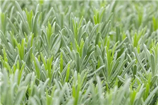 Lavandula x intermedia 'Grappenhall' - Bastard-Garten-Lavendel 'Grappenhall'