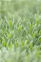 Lavandula x intermedia 'Grappenhall' - Bastard-Garten-Lavendel 'Grappenhall'