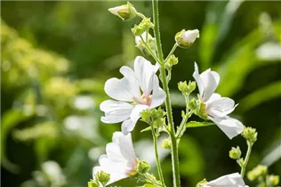 Lavatera thuringiaca 'Barnsley' - Garten-Busch-Malve 'Barnsley'