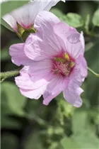 Lavatera thuringiaca 'Barnsley' - Garten-Busch-Malve 'Barnsley'