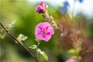 Lavatera thuringiaca 'Burgundy Wine' - Garten-Busch-Malve 'Burgundy Wine'