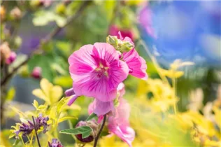 Lavatera thuringiaca 'Burgundy Wine' - Garten-Busch-Malve 'Burgundy Wine'