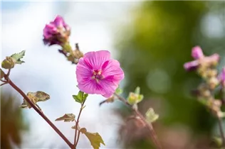 Lavatera thuringiaca 'Burgundy Wine' - Garten-Busch-Malve 'Burgundy Wine'