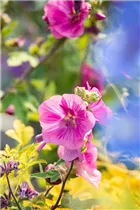 Lavatera thuringiaca 'Burgundy Wine' - Garten-Busch-Malve 'Burgundy Wine'