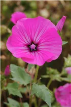 Lavatera trimestris 'Silver Cup' - Bechermalve 'Silver Cup'