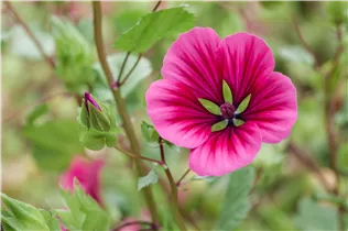 Lavatera x olbia 'Red Rum' - Garten-Buschmalve 'Red Rum'