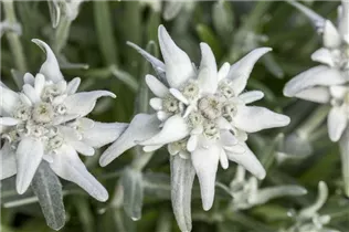 Leontopodium alpinum 'Mont Blanc' - Alpen-Edelweiß 'Mont Blanc' Leontopodium alpinum 'Mont Blanc' - Alpen-Edelweiß 'Mont Blanc'