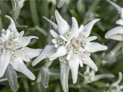 Leontopodium alpinum 'Mont Blanc' - Alpen-Edelweiß 'Mont Blanc' Leontopodium alpinum 'Mont Blanc' - Alpen-Edelweiß 'Mont Blanc'