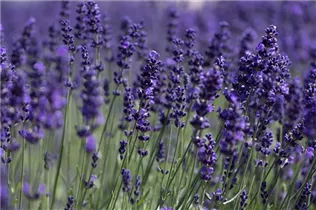 Lavandula angustifolia 'Aromatico' - Echter Lavendel 'Aromatico' Lavandula angustifolia 'Aromatico' - Echter Lavendel 'Aromatico'