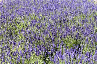 Lavandula angustifolia 'Blue Scent' - Echter Lavendel 'Blue Scent' Lavandula angustifolia 'Blue Scent' - Echter Lavendel 'Blue Scent'