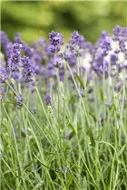 Lavandula angustifolia 'Blue Spirit' - Echter Lavendel 'Blue Spirit'