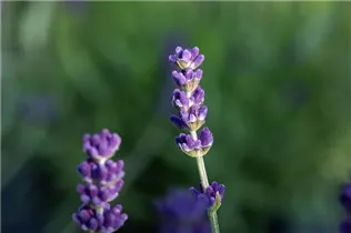 Lavandula angustifolia 'Blue Spirit' - Echter Lavendel 'Blue Spirit'