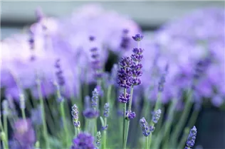 Lavandula angustifolia 'Blue Spirit' - Echter Lavendel 'Blue Spirit'