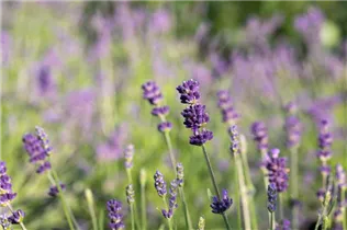Lavandula angustifolia 'Blue Spirit' - Echter Lavendel 'Blue Spirit'
