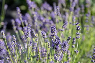 Lavandula angustifolia 'Blue Spirit' - Echter Lavendel 'Blue Spirit'