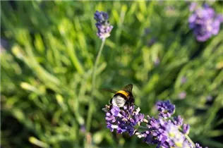 Lavandula angustifolia 'Blue Spirit' - Echter Lavendel 'Blue Spirit'