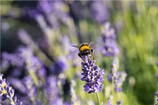 Lavandula angustifolia 'Blue Spirit' - Echter Lavendel 'Blue Spirit'
