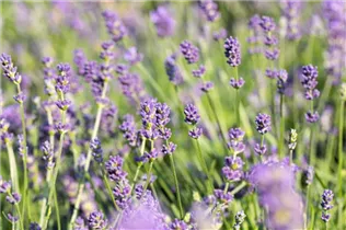 Lavandula angustifolia 'Blue Spirit' - Echter Lavendel 'Blue Spirit'