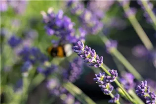 Lavandula angustifolia 'Blue Spirit' - Echter Lavendel 'Blue Spirit'