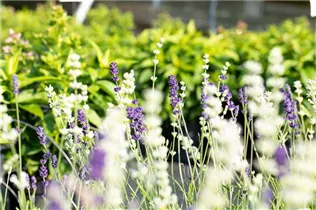 Lavandula angustifolia 'Duo Blue White' - Echter Lavendel 'Duo Blue White'