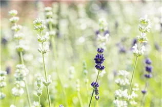 Lavandula angustifolia 'Duo Blue White' - Echter Lavendel 'Duo Blue White'