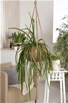 Lepismium bolivianum - Blattkaktus Lepismium bolivianum - Blattkaktus