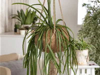 Lepismium bolivianum - Blattkaktus Lepismium bolivianum - Blattkaktus