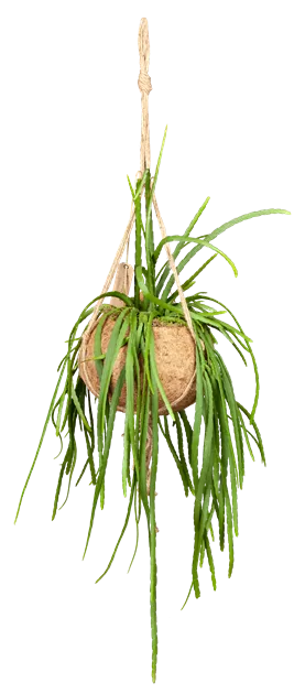 Blattkaktus, Lepismium bolivianum